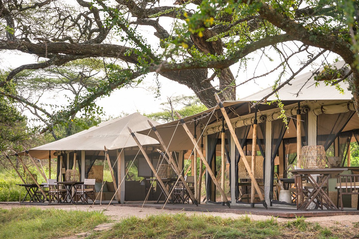 Safari tent camp under acacia trees