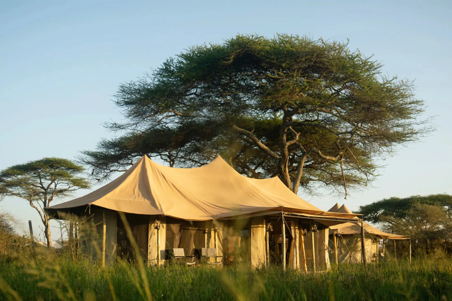 Golden hour safari tents in grassland